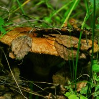гриб в лесу :: Любовь Кищенко