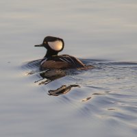 Hooded Merganser :: Olga Udo