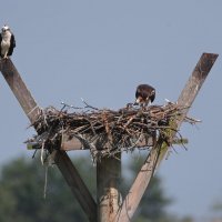 Osprey :: Naum 