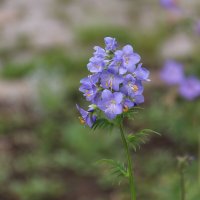 Лето :: Владимир Холодницкий