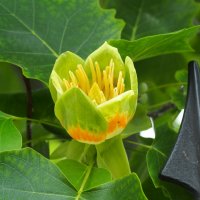 Лириодендрон тюльпановый,  тюльпанное дерево  (Liriodendron tulipifera) :: wea *