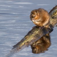 Утренний моцион. :: Георгий Кулаковский