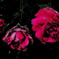 Розы :: Нина Корешкова