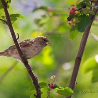 Утро воробья :: Юлия Вяткина