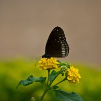 Бабочка на цветке :: Игорь Банников