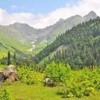 Альпийские луга :: Владимир Зыбин