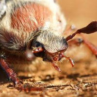 Из жизни майских жуков :: Евгений Жиляев