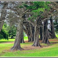 Тасманийские винтовые деревья :: Евгений Печенин