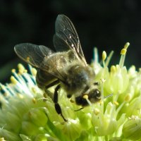 Пчелка :: Екатерина Пахомова