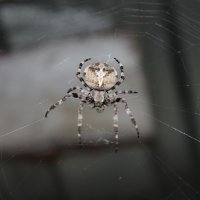 красивый паук :: Владислав Боярышкин