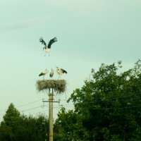 Аисты :: Наталя Статкевич