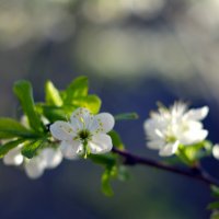 Цвет вишни :: Анна Рейц