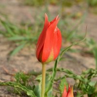 Тюльпан пустыни, Tulipa systola. Цветение конца февраля :: Борис Ржевский