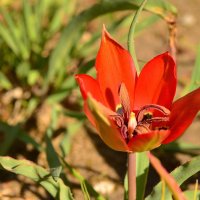 Тюльпан пустыни, Tulipa systola. Цветение конца февраля :: Борис Ржевский
