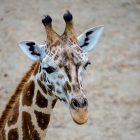 Жираф в Пражском зоопарке :: Анна Щербакова