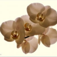 Белая орхидея :: Василий Хорошев