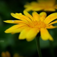 жёлтый цветок :: Ivan Prodan