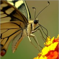 Шубка для бабочки :: Алла Allasa