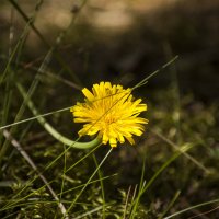 Желтый цветок :: vik zhavoronka