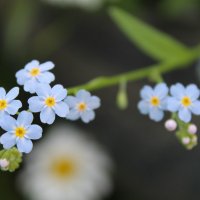Полевые цветы :: Елена Севастьянова