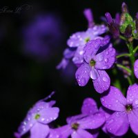 С капелечками :: Алёна 