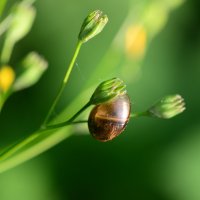 Snail on the flower :: Дмитрий Каминский