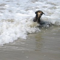 Водные процедуры :: Антон Гамзин