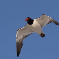 Oystercatcher :: Naum 