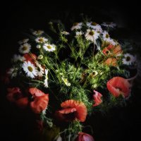 Незатейливые цветы лета. :: Lidija Abeltinja