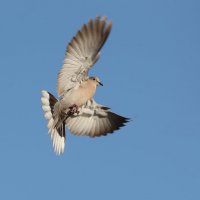 morning dove :: Naum 