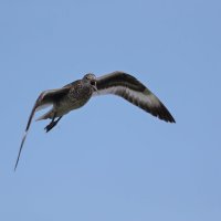 short-billed dowitcher :: Naum 