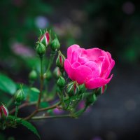 «…Прекрасны и изящны Нам розы дарят свет,…» :: Андрей Нибылица