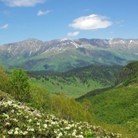 Горы и цветы ... :: Андрей Любимов