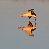 водорез на рассвете :: Naum 