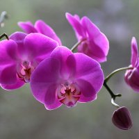 Цветущая орхидея :: Alexander Varykhanov