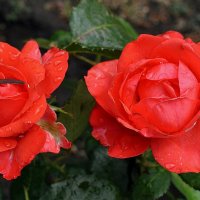 Розы после дождя Фото №5 :: Владимир Бровко