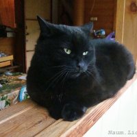 Я черный кот...и этим все сказано :: Лидия (naum.lidiya)