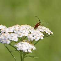 )( :: Юрий Бичеров