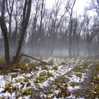 Лес в пойме Оби. Туман. :: Elena Sartakova
