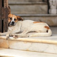 Гаванская собака с площади Вьеха. :: Ольга Петруша