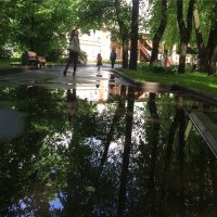 Отражение лип в воде :: Ekaterina Podolina