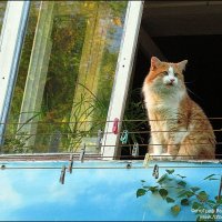 МОЙ ПРОША :: Валерий Викторович РОГАНОВ-АРЫССКИЙ