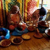 РУЧНОЙ СПОСОБ ИЗГОТОВЛЕНИЯ ЗНАМЕНИТОГО И НЕОБЫЧАЙНО ВКУСНОГО АРГАНОВОГО МАСЛА... :: Наталья Меркулова