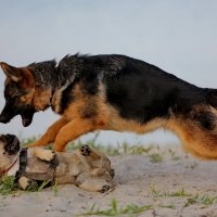 Неравная схватка :: Анатолий Шулков