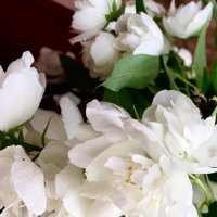 Пора цветения :: Наталья Маркелова