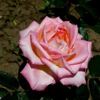 Майская роза :: Нина Бутко