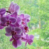 Орхидея и всё тот же дождь :: Valentina 