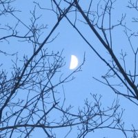 Ветви и луна :: Дмитрий Никитин