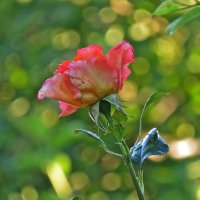 роза в моем саду :: НАТАЛЬЯ 