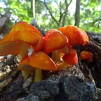 Парковые грибы :: Маргарита Батырева